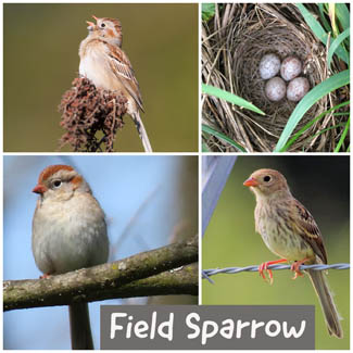 Field Sparrow